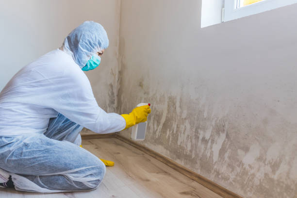 Licensed Mold Remediation service in Central Lake, MI - WQB Mold Removal